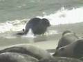 Preserving La Jolla Harbor Seals- Casa Beach