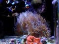 reef aquario coral elegance black ocelares blastomussa 