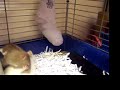 Pet rats enjoying their Christmas stocking - take 1