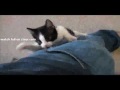 Click here to watch this video Very cute kitten Christina Aguilera