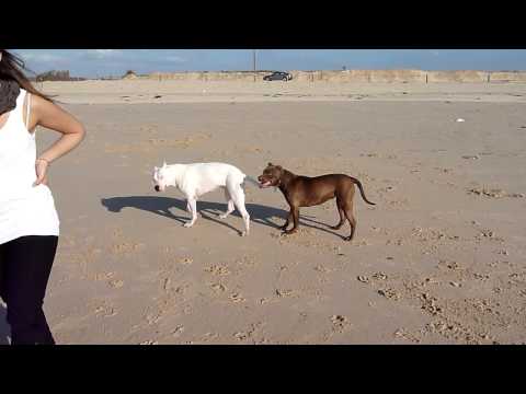 dogo