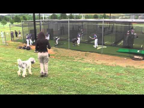 how to train aussiedoodle