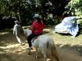 videos de Horse Riding in Chiang Rai