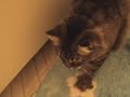 Loud kitty Loud kitty