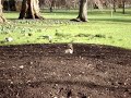 Squirrel digging around in St James Park in London