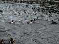 videos de C'Sherlock avec les canards de l'étang