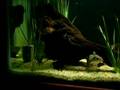 Murray Cod V Redfin