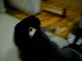 videos de chester wilbur shimmy 3