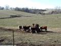 Cows at the Circle R Ranch