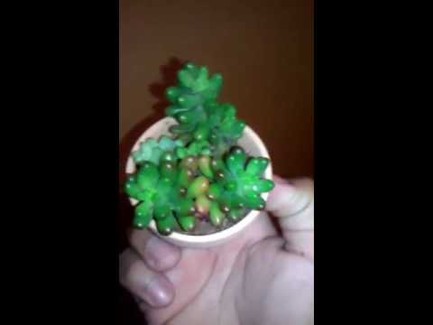 how to transplant burro's tail