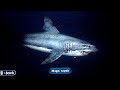 Endless Ocean - Great White Shark