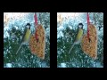 Vogels in 3D