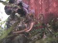 Seahorse Gives Birth To Hundreds