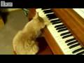 videos de kitten playing piano