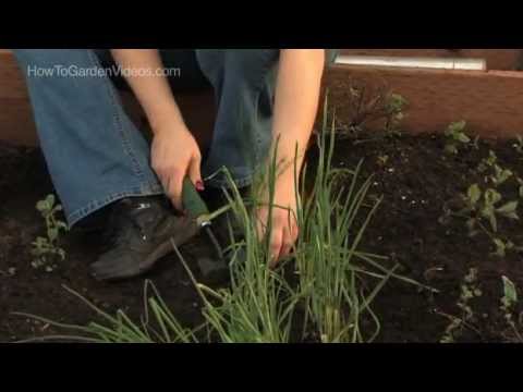 how to replant chives