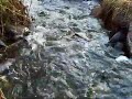 Abborre/ Perch