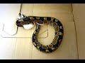Bobb the killer snake