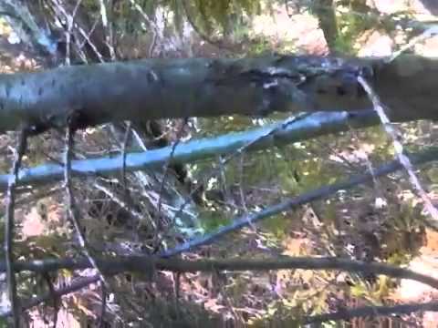 how to fertilize leyland cypress