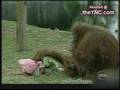 Orang-Outang