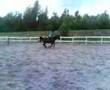 Snelle galop