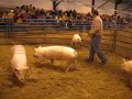 Gilts Gilts
