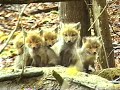 RED FOX KITS RED FOX KITS