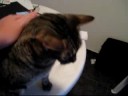 The Rascal Paw!