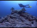 Angelshark shark attack attacks bite bites diver accident