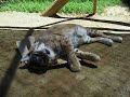 Bobcat named Willow