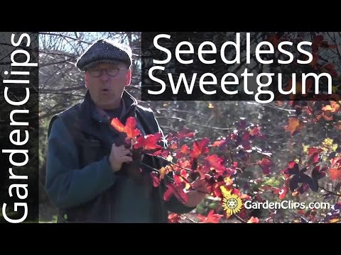 how to transplant a sweet gum tree