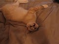 Kittens attack Naruto style part 2