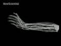Virtual hand gets under the skin