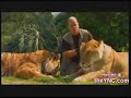 Super Felino - tigre cruza com le�o