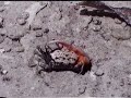 Fidler Crab of Sulawesi