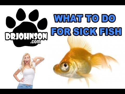 how to treat ill fish