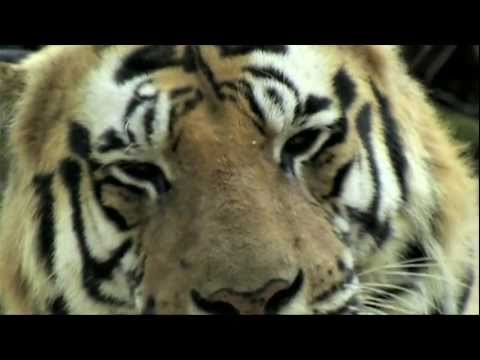 WILD TIGER