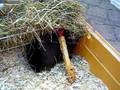 videos de Puk0094