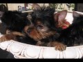 The Yorkie Puppies