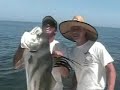 Giant Roosterfish  part 1