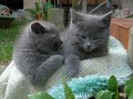 眠りネコ動画