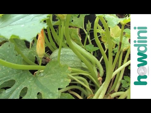 how to harvest squash