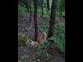 Norwegian Forestcat in a forest Norwegian Forestcat in a forest