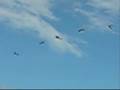 The Army Air Corps Hellicopter Display Team