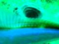 videos de Spearfishing