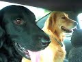 Flatcoated Retriever  BALDER