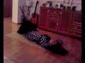Video-0004