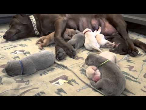 A Day in the Life of a Newborn Labrador
