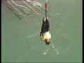 Bungy jump mp4