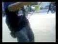 Focky VS col�mpio