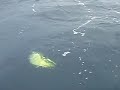 真夏の対シイラ・オフショアゲーム！ 熊本県天草沖でモンスターシイラと激闘中のt崎氏果たして無事にゲットできるか！？ 【2008年8月 撮影者：Taiyo】